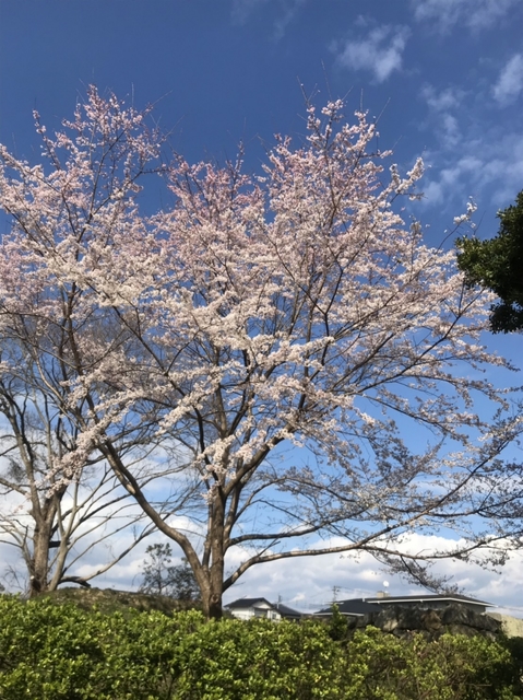 20190328141052457.jpg