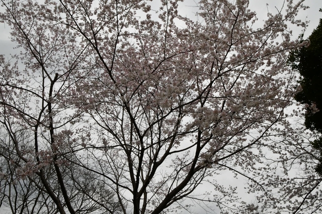 20200323122446517.jpg