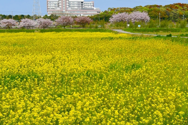 20200420105049251.jpg