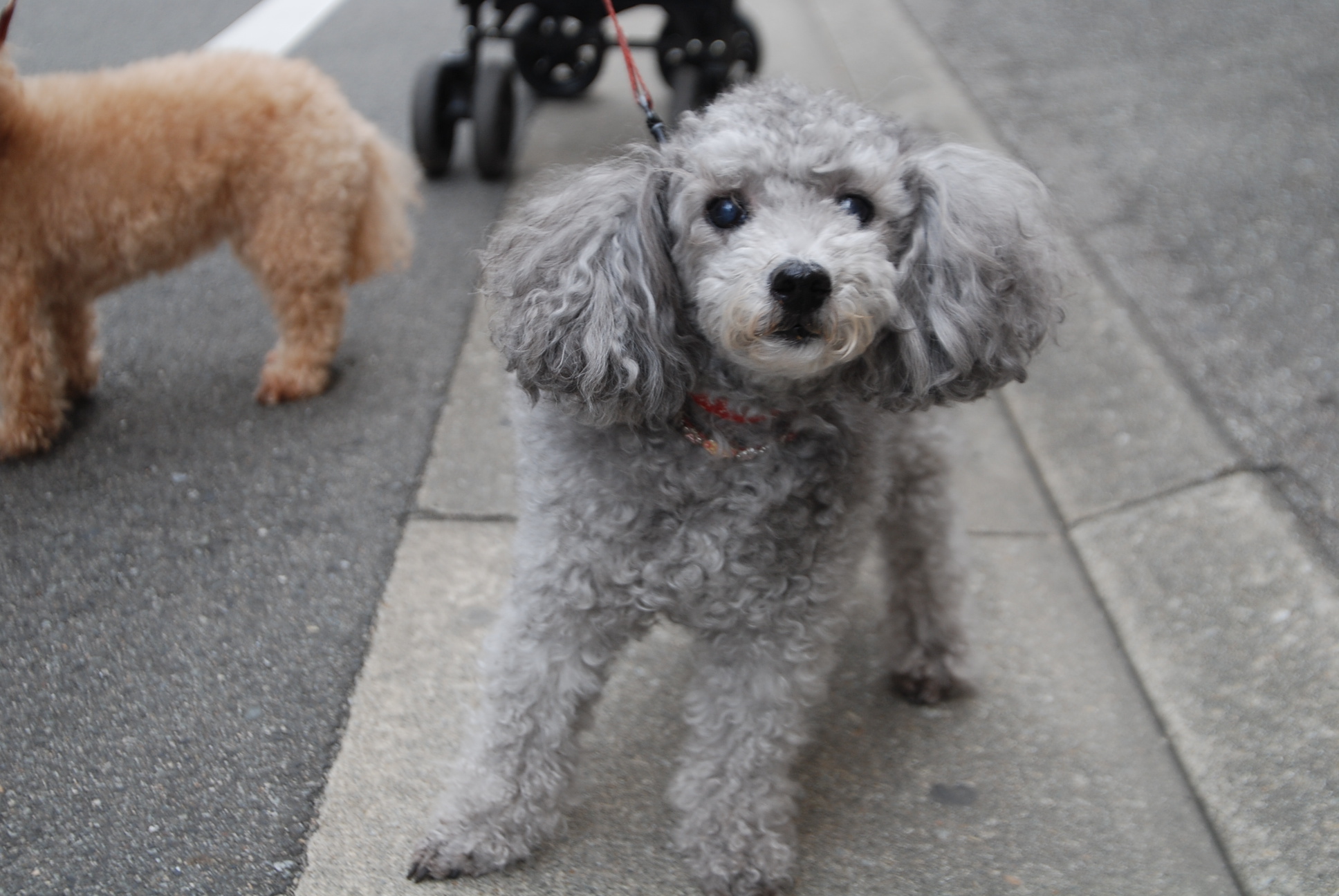 うなぎ犬 黒プー ピュア 茶プー バトン