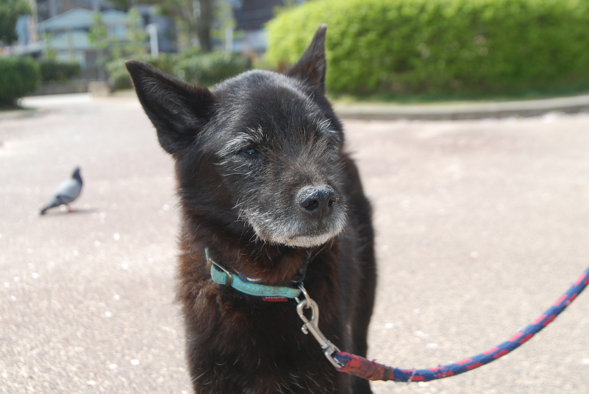 副腎機能 肝臓 尿 検査の結果は 黒プー ピュア 茶プー バトン